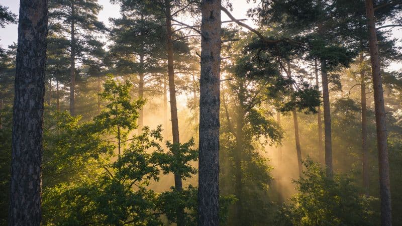 DIE NATUR IM RÜCKEN